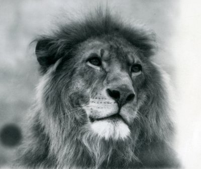 León macho Kuja en el Zoológico de Londres en enero de 1925 de Frederick William Bond