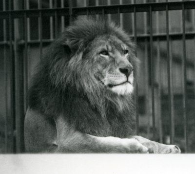 León macho 