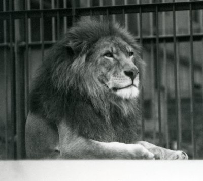 León macho Kuja acostado en su recinto en el Zoológico de Londres en enero de 1925 de Frederick William Bond