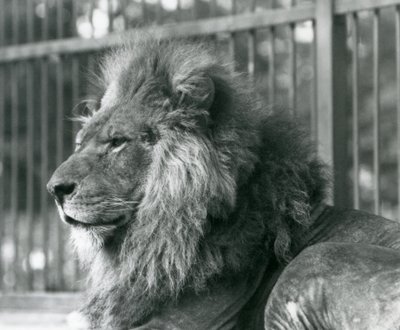 León macho Toto acostado en su recinto en el Zoológico de Londres en septiembre de 1927 de Frederick William Bond