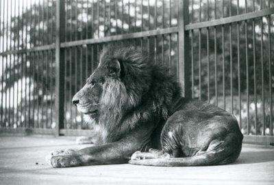 León macho Toto acostado en su recinto en el Zoológico de Londres en septiembre de 1927 de Frederick William Bond