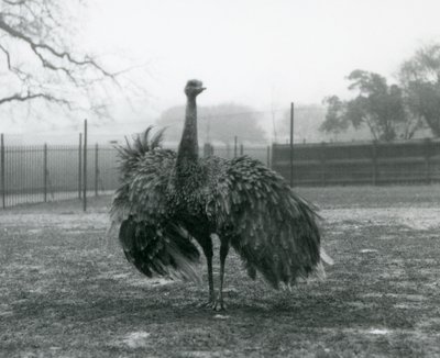 Exhibición de llamada de un Ñandú Mayor macho, Zoológico de Londres de Frederick William Bond
