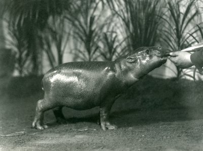 Percy, un joven hipopótamo pigmeo siendo alimentado a mano en el Zoológico de Londres, noviembre de 1923 de Frederick William Bond