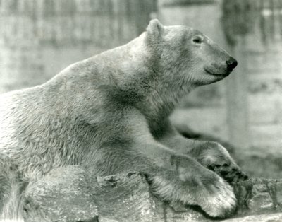 Oso Polar Sam Descansando en las Rocas en las Terrazas Mappin, Zoológico de Londres, antes de 1930 de Frederick William Bond