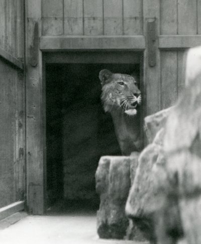 Ranji un tigón macho, zoológico de Londres, julio de 1924 de Frederick William Bond