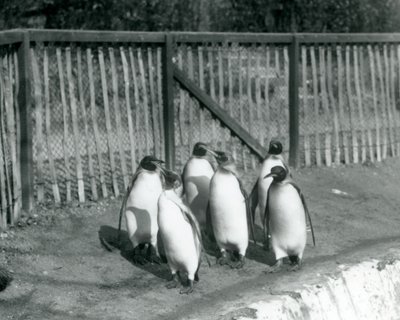 Seis pingüinos rey caminando junto a su piscina en el Zoológico de Londres en 1927 de Frederick William Bond