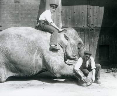 Sundermalah teniendo su pie delantero recortado por un cuidador, con una lima, mientras otro se sienta en su espalda, Zoológico de Londres, agosto de 1926 de Frederick William Bond