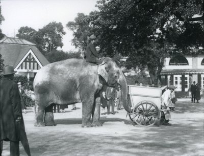 Syed Ali montando a Indiarani detrás de una carretilla, Zoológico de Londres, octubre de 1925 de Frederick William Bond