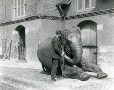 Syed Ali, entrenando a Indiarani frente a la Casa de los Elefantes, Zoológico de Londres, agosto de 1923 de Frederick William Bond