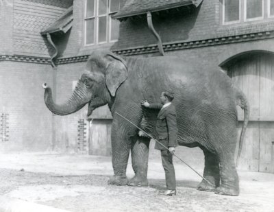 Syed Ali, entrenando a Indiarani frente a la Casa de los Elefantes, Zoológico de Londres, agosto de 1923 de Frederick William Bond