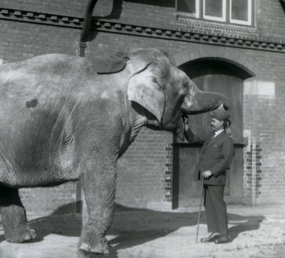 Syed Ali entrenando a Indiarani frente a la Casa de los Elefantes, Zoológico de Londres, octubre 1925 de Frederick William Bond