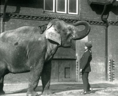 Syed Ali entrenando a Indiarani frente a la Casa de los Elefantes, Zoológico de Londres, octubre de 1925 de Frederick William Bond
