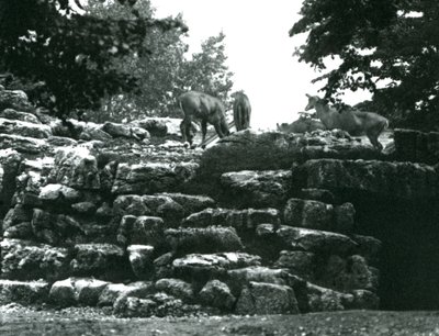 El corral de antílopes Eland en el Zoológico de Londres en junio de 1924 de Frederick William Bond