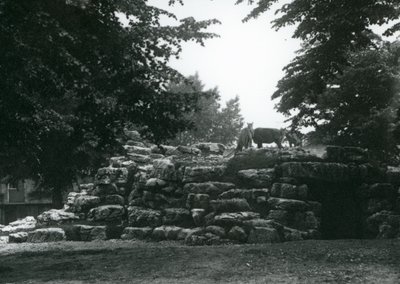 Eland en el Paddock de Antílopes en el Zoológico de Londres, junio de 1924 de Frederick William Bond