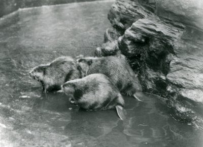 Tres castores en su piscina en el Zoológico de Londres, años 1920 de Frederick William Bond