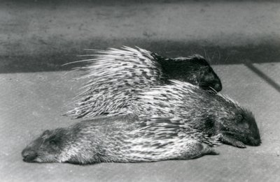 Tres puercoespines del Cabo de Sudáfrica, Zoológico de Londres, 1925 de Frederick William Bond