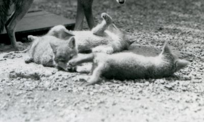 Tres cachorros de coyote rodando en el suelo, a los pies de su madre, Zoológico de Londres de Frederick William Bond