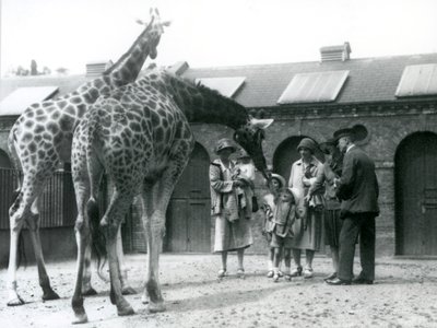 Tres damas con tres niños pequeños visitan la Jirafa en su corral fuera de la Casa de la Jirafa, Zoológico de Londres, julio de 1926 de Frederick William Bond