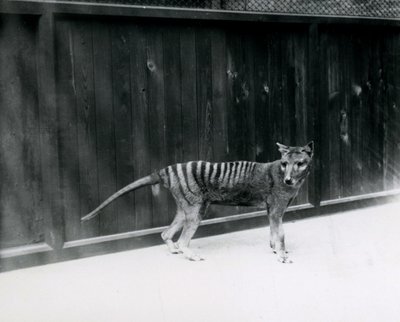 Lobo de Tasmania en el Zoológico de Londres, antes de 1930 de Frederick William Bond