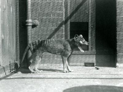 Tilacino / Lobo de Tasmania en el Zoológico de Londres en agosto de 1926 (foto en blanco y negro) de Frederick William Bond