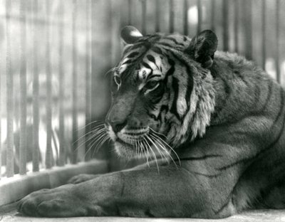 Tigre Sam en el Zoológico de Londres, 1925 de Frederick William Bond