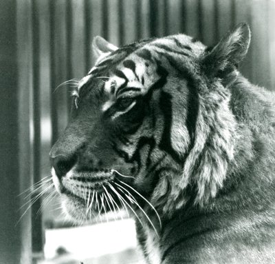 Tigre Sam en el Zoológico de Londres en 1925 de Frederick William Bond