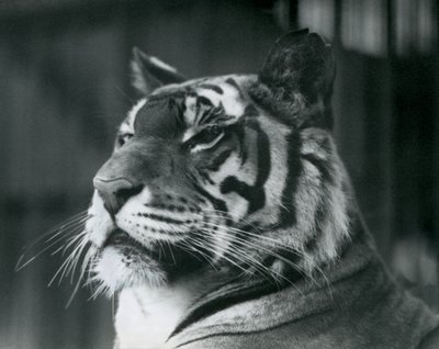 Tigresa Sally en el Zoológico de Londres en 1927 de Frederick William Bond