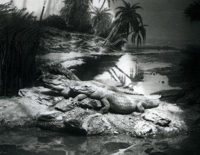 Dos caimanes en un entorno panorámico, Zoológico de Londres en junio de 1927 de Frederick William Bond