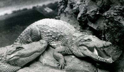 Dos caimanes americanos en el zoológico de Londres, julio de 1914 de Frederick William Bond