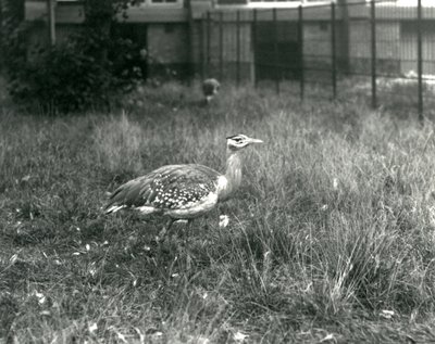 Dos avutardas árabes en su recinto en el Zoológico de Londres, septiembre de 1927 de Frederick William Bond