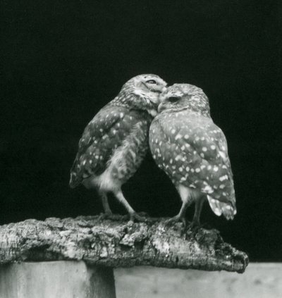 Dos búhos excavadores enfrentados al final de una rama, Zoológico de Londres, julio de 1926 de Frederick William Bond