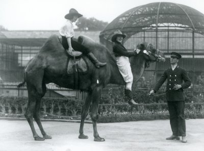 Dos vaqueras posan sobre un camello bactriano, que es sostenido por su cuidador, durante una visita al zoológico de Londres en 1924 de Frederick William Bond