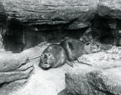 Dos coipos descansando entre las rocas en su recinto en el Zoológico de Londres, abril de 1925 de Frederick William Bond