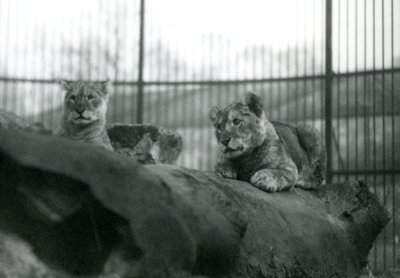 Dos cachorros de león, que nacieron en la colección, en su recinto en el zoológico de Londres, abril de 1924 de Frederick William Bond