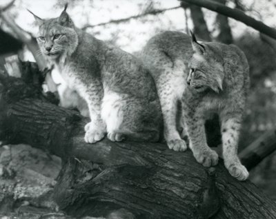 Dos linces boreales, uno sentado y otro de pie, en una rama, Zoológico de Londres, octubre de 1925 de Frederick William Bond