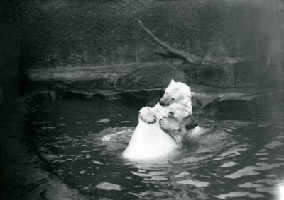 Dos osos polares, incluyendo un juvenil, abrazándose y jugando en una piscina en el Zoológico de Londres, junio de 1922 de Frederick William Bond