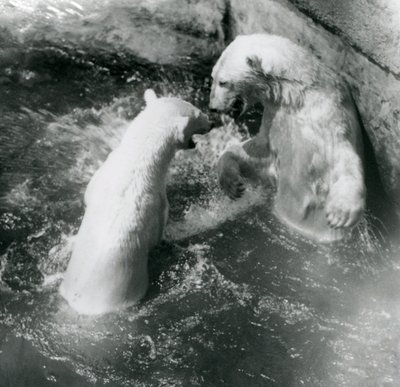 Dos osos polares juegan en su piscina. Zoológico de Londres en 1926 de Frederick William Bond