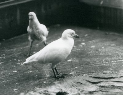Dos Sheathbills nevados de pie y caminando en el suelo en el Zoológico de Londres, agosto de 1927 de Frederick William Bond