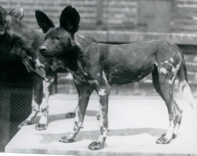 Dos perros salvajes somalíes en el Zoológico de Londres, julio de 1925 de Frederick William Bond