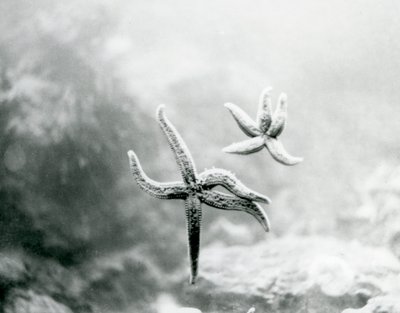 Dos estrellas de mar, en el vidrio del acuario, mostrando sus partes inferiores en el Zoológico de Londres en marzo de 1925 de Frederick William Bond