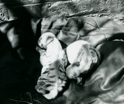 Dos cachorros de hiena rayada en el zoológico de Londres, c.1914 de Frederick William Bond