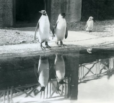 Dos pingüinos rey adultos de pie junto a su piscina con sus reflejos en el agua, zoológico de Londres de Frederick William Bond