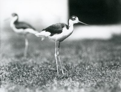 Dos avocetas de cuello negro de pie en el césped, Zoológico de Londres, julio de 1925 de Frederick William Bond