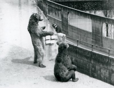 Dos osos pardos, uno de pie sobre sus patas traseras y otro sentado, mirando hacia abajo desde las Terrazas Mappin, Zoológico de Londres, julio de 1925 de Frederick William Bond