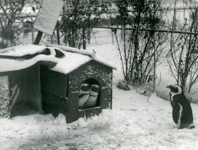 Dos pingüinos de patas negras en peligro de extinción miran desde su caja nido, en la nieve, mientras otro observa, Zoológico de Londres, 1924 de Frederick William Bond