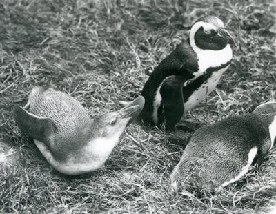 Dos pingüinos africanos juveniles y uno adulto en el Zoológico de Londres, abril de 1925 de Frederick William Bond