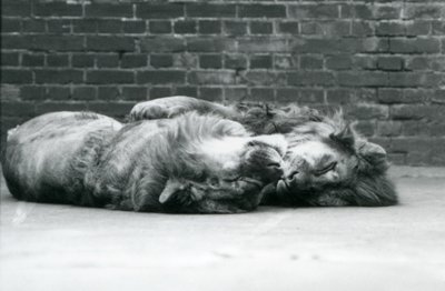 Dos leones acostados durmiendo con sus patas alrededor del otro, Zoológico de Londres de Frederick William Bond