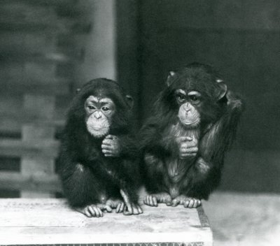 Dos jóvenes chimpancés sentados en una caja de madera, Zoológico de Londres de Frederick William Bond