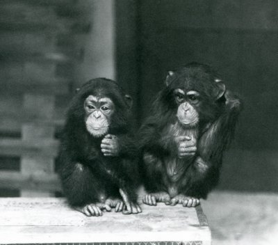 Dos jóvenes chimpancés sentados en una caja de madera, Zoológico de Londres, 1924 de Frederick William Bond