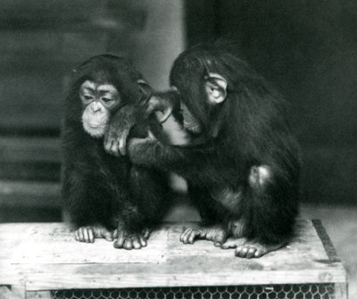 Dos jóvenes chimpancés sentados en una caja de madera, Zoológico de Londres, 1924 de Frederick William Bond